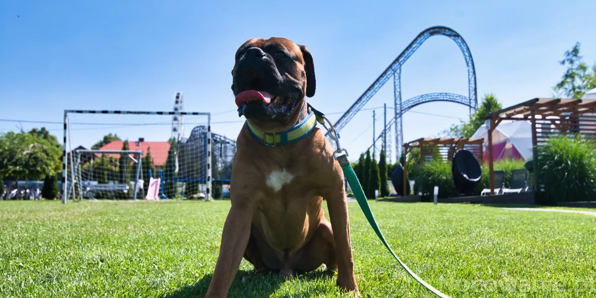Energylandia a psy: Czy można wprowadzić pupila do parku?